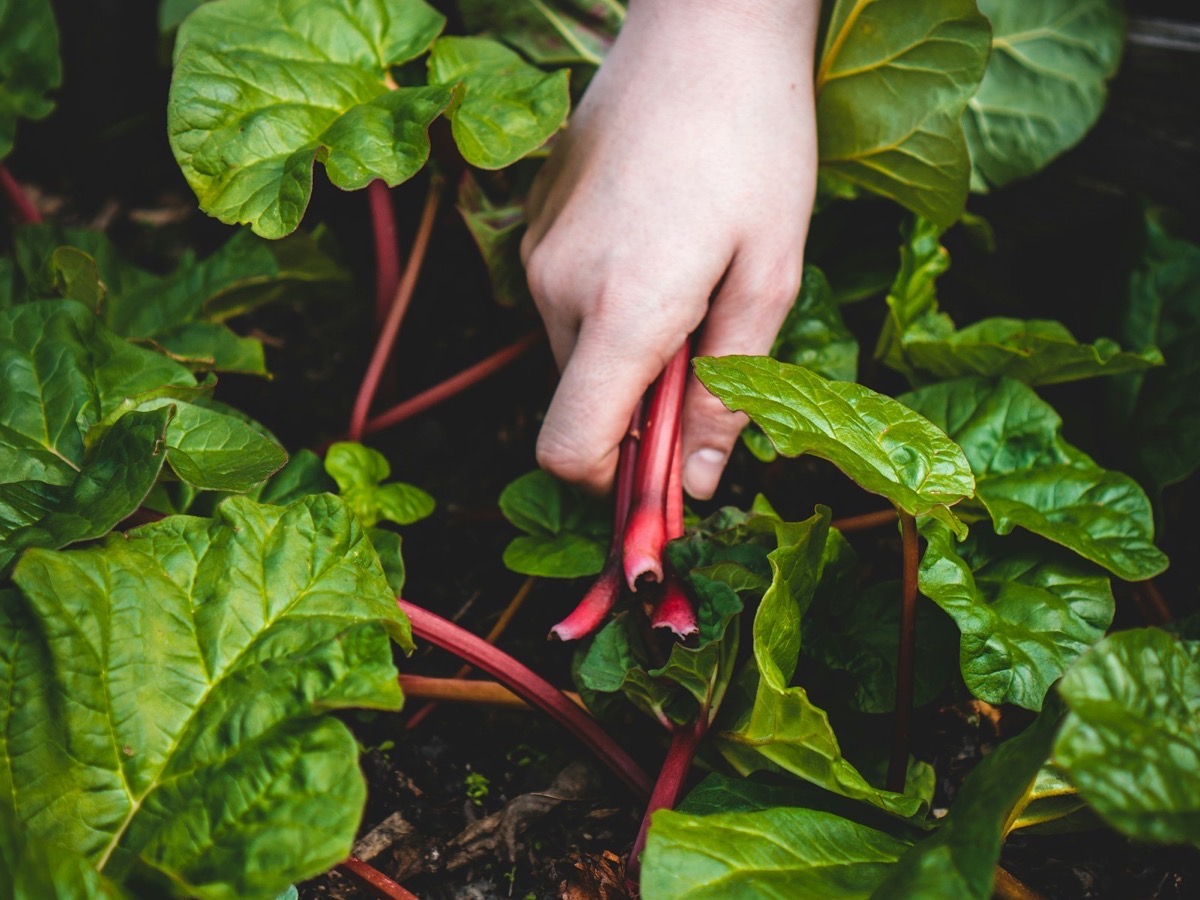 Hand harvesting fresh produce from a garden bed